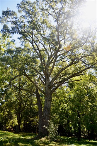 One of Many "Witness Trees" on CVBT Saved Battlefield Land