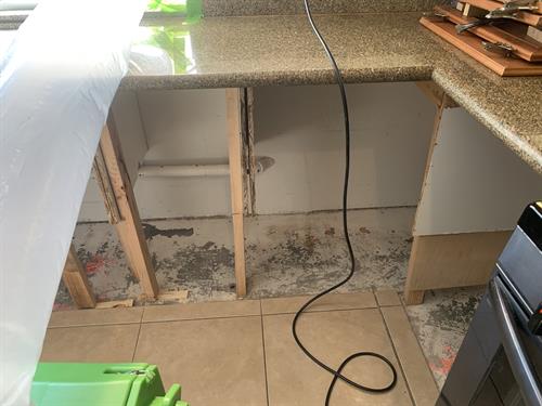 Mold in Kitchen Cabinet Removed