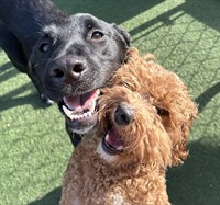 Staycation for Dogs
