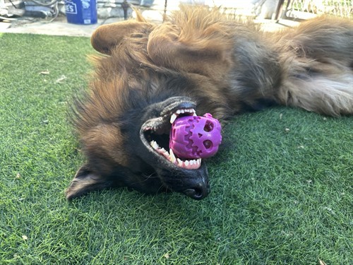 Our daycare regular Dexter loves cuddles