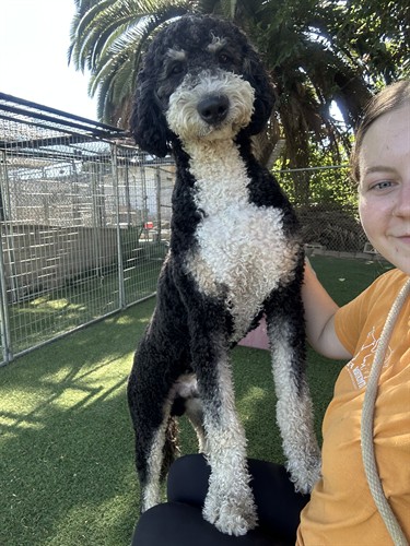 Our staff loves Toby!