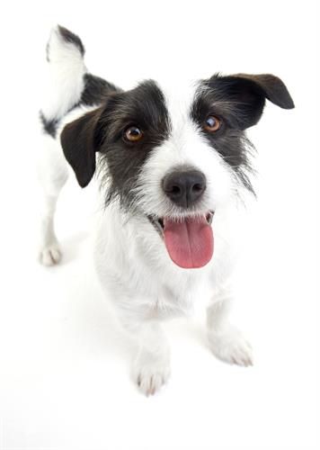 Gallery Image shutterstock_34525936_whtbkgd.jpg