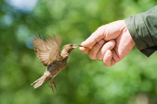 Gallery Image Bird-Eating-Out-Of-Hand-500x333.jpg