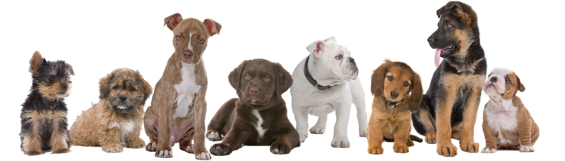 Weddington Animal Hospital Weddington Animal Hospital