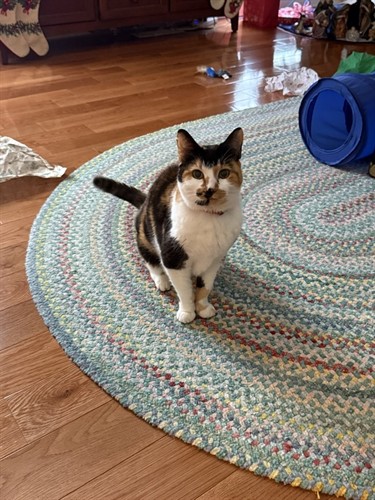 Millie our Cool Cat of the Month for 2026