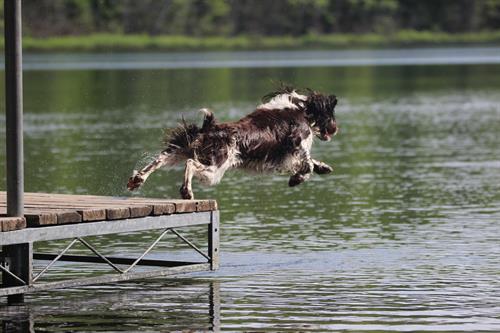 Gallery Image jumping_off_of_the_pier.jpeg Gallery Image jumping_off_of_the_pier.jpeg