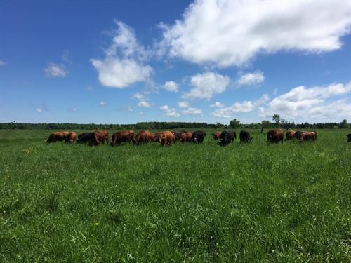 Cattle at Moonlight Meadows in Marengo, WI enjoy the beautiful day.