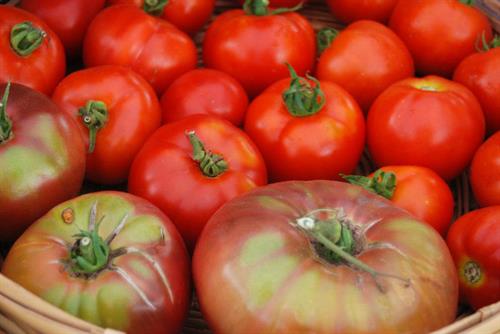 Beautiful tomatoes from Northcroft Farm in Ashland, WI. Beautiful tomatoes from Northcroft Farm in Ashland, WI.