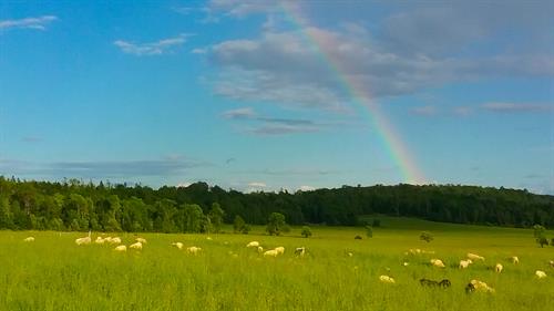 A rainbow graces the fields at Happy Hollow Creamery in Bayfield, WI. A rainbow graces the fields at Happy Hollow Creamery in Bayfield, WI.