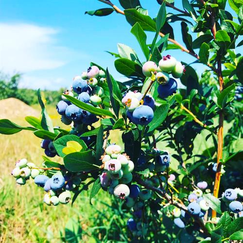 Blueberries and blue skies at Bayfield Apple Company. Blueberries and blue skies at Bayfield Apple Company.