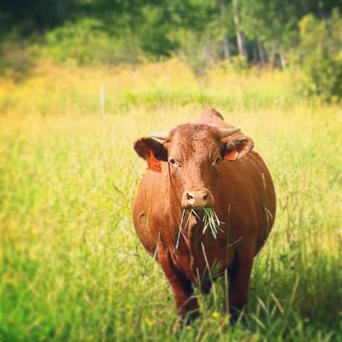 This happy cow is enjoying his grassy lunch at Griggs Cattle Company in Mason, WI.