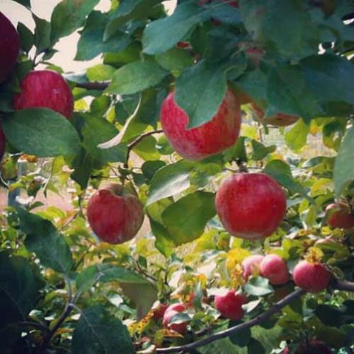 A pretty branch of Cortlands from the Bayfield Apple Company. A pretty branch of Cortlands from the Bayfield Apple Company.