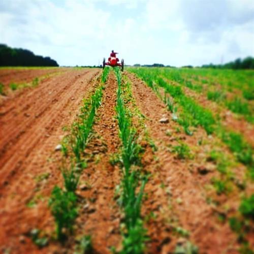 Riding the tractor through a patch of onions at Great Oak Farm in Mason, WI. Riding the tractor through a patch of onions at Great Oak Farm in Mason, WI.