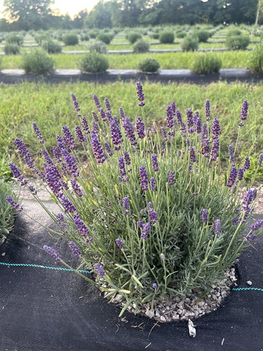 Gallery Image IMG_8173.jpeg