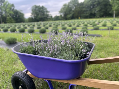 Gallery Image IMG_8317.jpeg