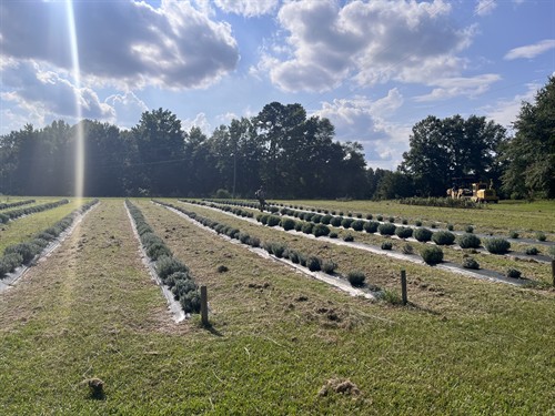 Gallery Image IMG_9466.jpeg