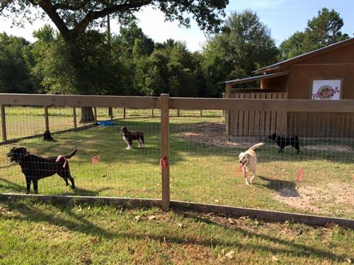 Each room has a private yard. This group of dogs are one family