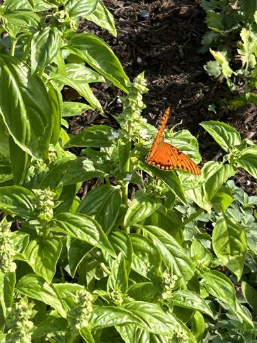 "B" is for butterfly and basil!