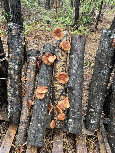 Shiitakes growing on logs  