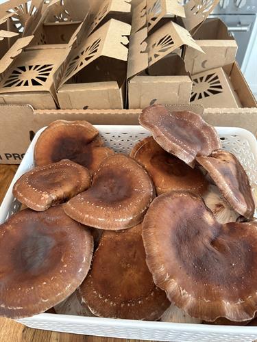 Packaging up shiitakes for sale