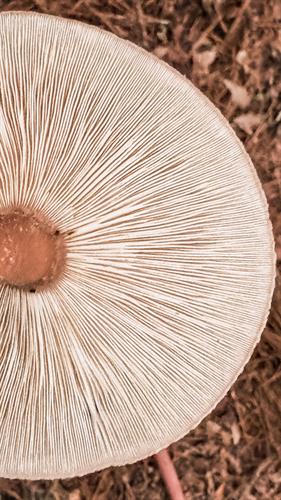 Shiitake mushrooms grown outside on logs at our farm