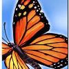 2015 Lilac Time Art and Craft Fair