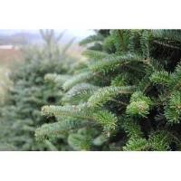 Opening Weekend at YMCA Tree Lot