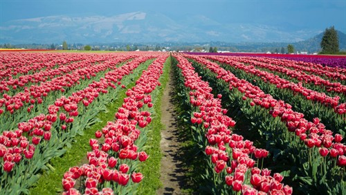 Gallery Image 17807270_1784273501820835_6672832762772024010_o.jpg