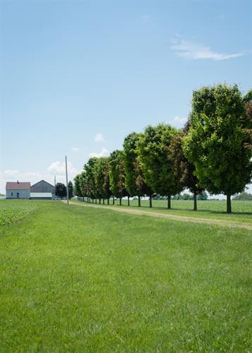 Lawn Maintenance and Landscaping Lawn Maintenance and Landscaping