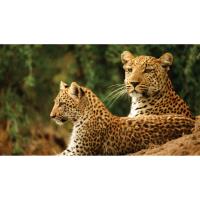 2021 Travel - Southern African Safari FREE Information Session