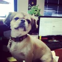 Meet our office manager, Lulu! :)