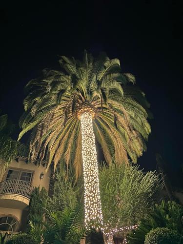 Warm White Elegant Palm Tree