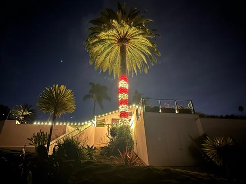 Candy Cane Palm Tree