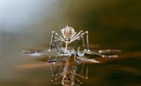 Culex Pest Control - Willowick