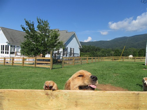 Dog loves his new home!