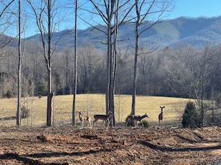 First guests at campsite