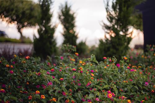 Gallery Image Landscape-06.jpg