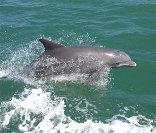Dolphin sighting is common during cruises on Charlotte Harbor!