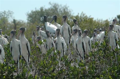 Woodstorks