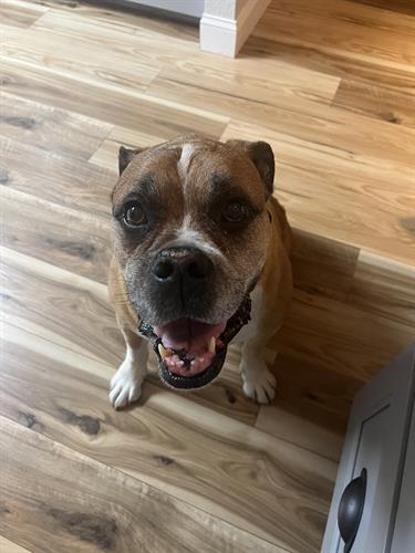Handsome Cooper
