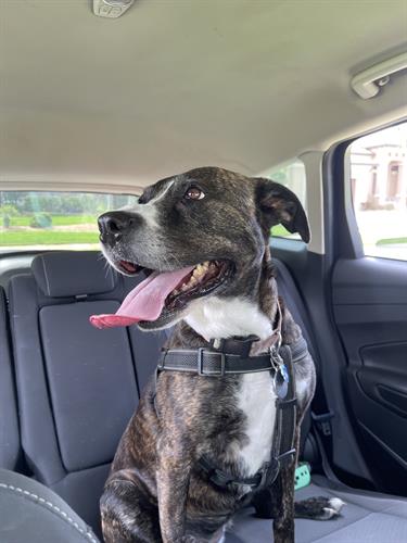 Stella's Car Ride 