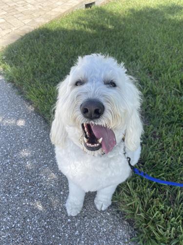 Henry's Daily Walks 