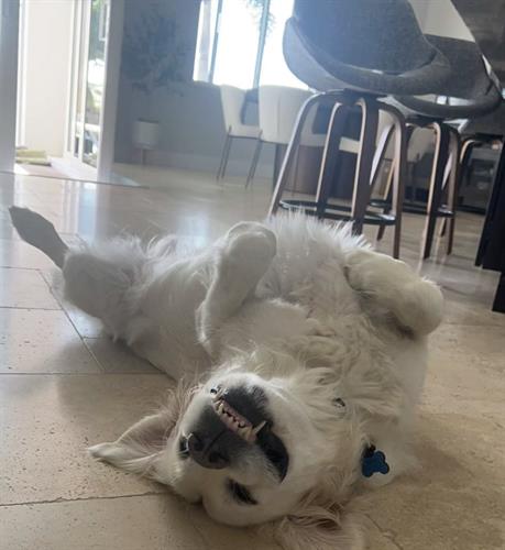 Goofy Kingston 