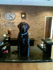 Meet MJ, DIrector of Pet Operations