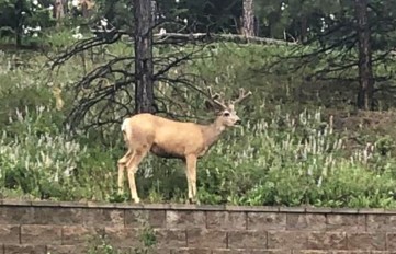 Visiting neighborhood elk