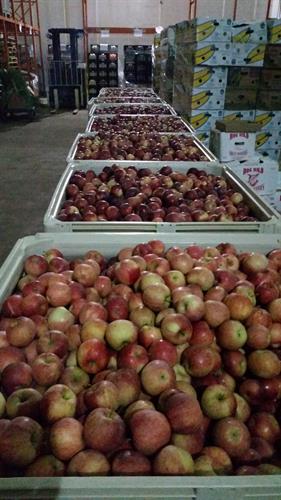 A large donation of apples in MVFB's walk-in refrigerator