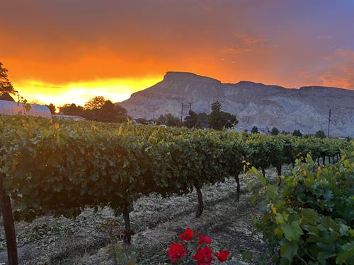 Vineyard at Sunset