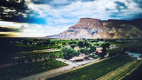 Overlooking Vineyard