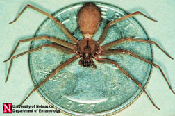 Brown Recluse spider, notice the fiddle or violin mark on the head. 