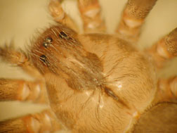 Brown Recluse have 3 pairs of eyes. 